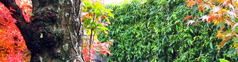 会社スタッフ、ヤマ造園(ヤマゾウエン)は心の和むガーデンライフを提供します。