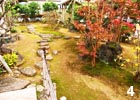 美しく紅葉した株立ちのヒメシャラ。