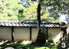 根元が朴仕立ての存在感あるモチノキ。