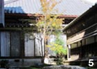 うっすら紅葉し始めたシャラ（ナツツバキ）。