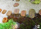 品のある飛び石と杉苔の築山。