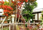 垣根の向こう側はまるで別世界です。