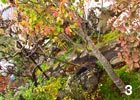 うっすら紅葉し始めたヤマボウシ。