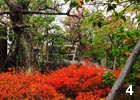 真っ赤に紅葉したドウダンツツジ。